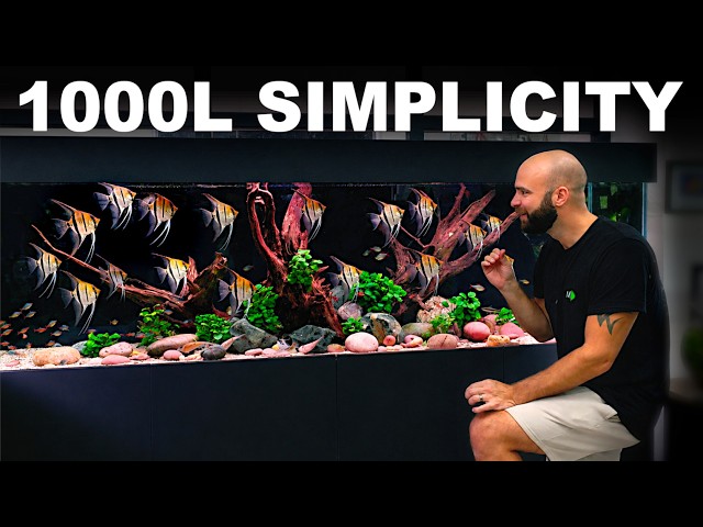 NEW STUDIO PREP: 8ft 1000L Simplicity & ADDING 100's Fish