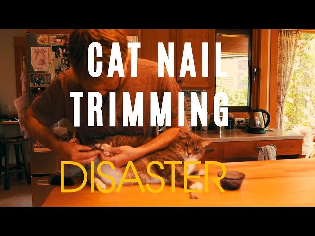 Cat Nail Trimming Disaster