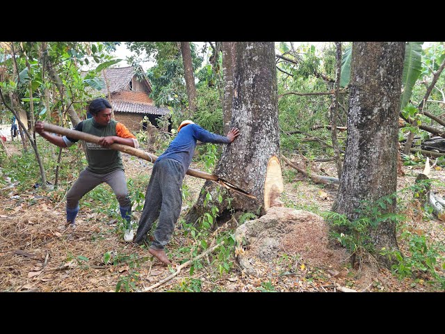 3 Trees-3 Problem, One Tough Job‼️ We did'nt Expect This.