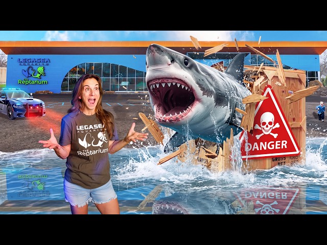 We Bought Another SHARK!