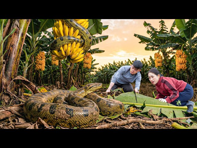 Harvesting Giant Yellow Bananas, Make Spicy Banana Soup | Unexpected Encounter With Giant Python