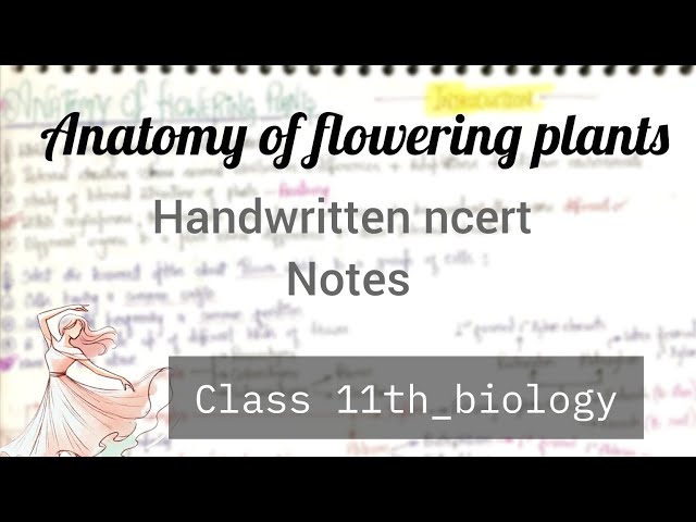 Class 11th biology/ Anatomy of the flowering plants / NEET handwritten ncert notes
