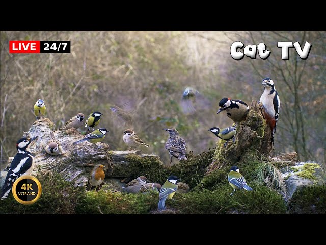 🔴24/7 LIVE Cat TV 😺 My Forest Birdfeeder (4K)