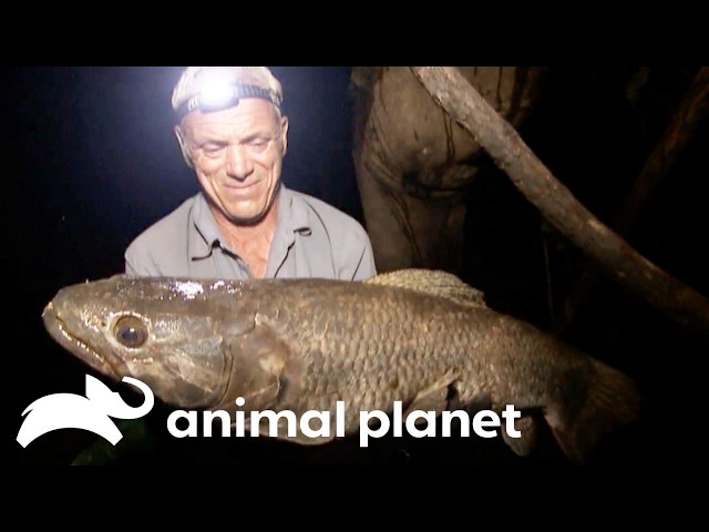 🔴 WATCH NOW: Fishing in South America | River Monsters | Animal Planet