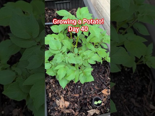 My 40-Day Potato Plant Is Huge! (But What's Eating It?)  #garden #homesteading #potatoes