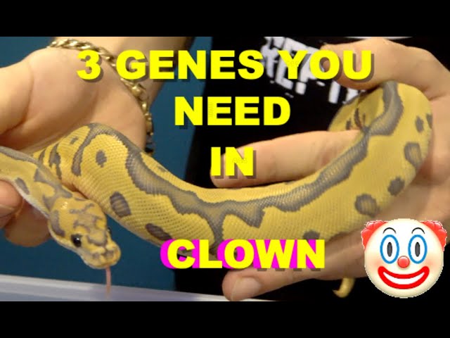 3 Genes you Need In Your Clown Ball Python Projects!