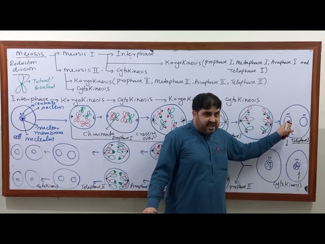 Meiosis and it's phases