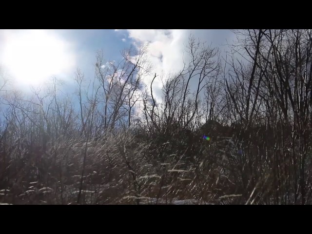 Strong Howling Wind Sound 8 Hours / Swaying Trees in The Wind