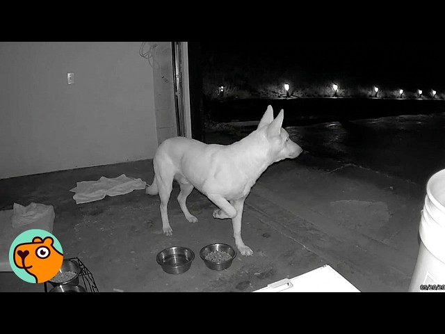 Ring Camera Picks Up Lost Dog In Woods | Cuddle Buddies
