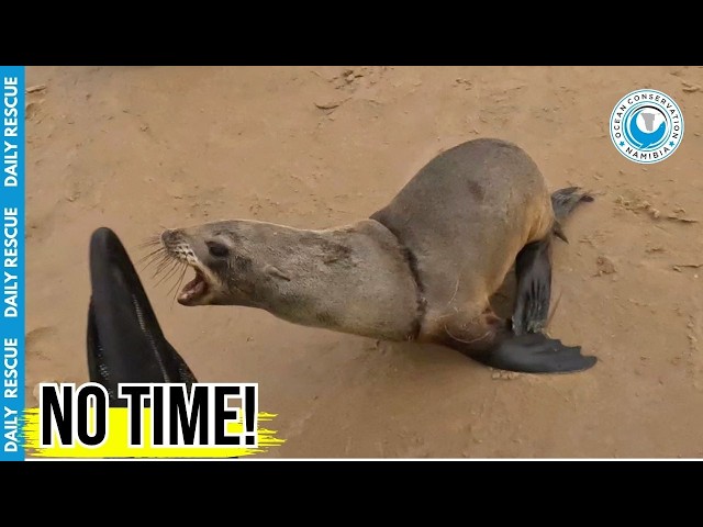 Murphy's Law Hits Rescuer During Double Seal Entanglement