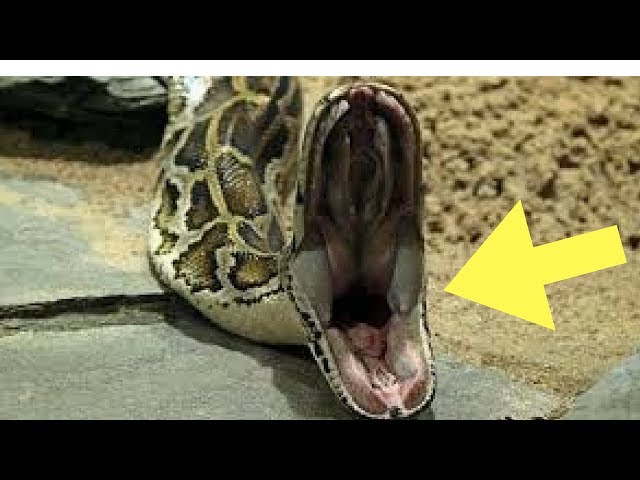 This Family Found A Massive Python In Their House – And There Was Something Alarming In Its Stomach