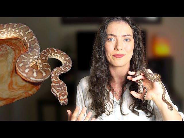 How to Read Your Snake -  Body Language 101