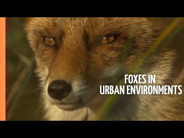 Wildlife in Unexpected Places - Foxes in Urban Environments | Full Documentary