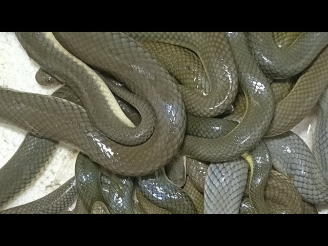 Tam@123 wildlife #world's most dangerous and venomous snake species #nature's survival #snake