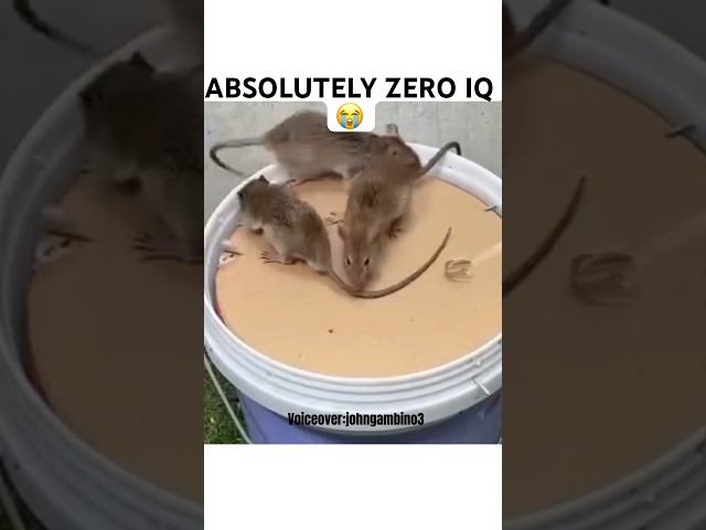 Aint no way no one caught on😂😂😂 #voiceover #comedy #funny #trap #shorts #viral #infinitycastle