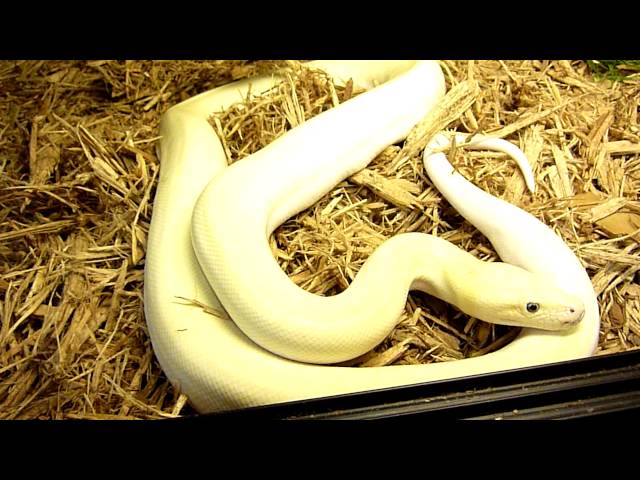 leucistic burmese python Betty White