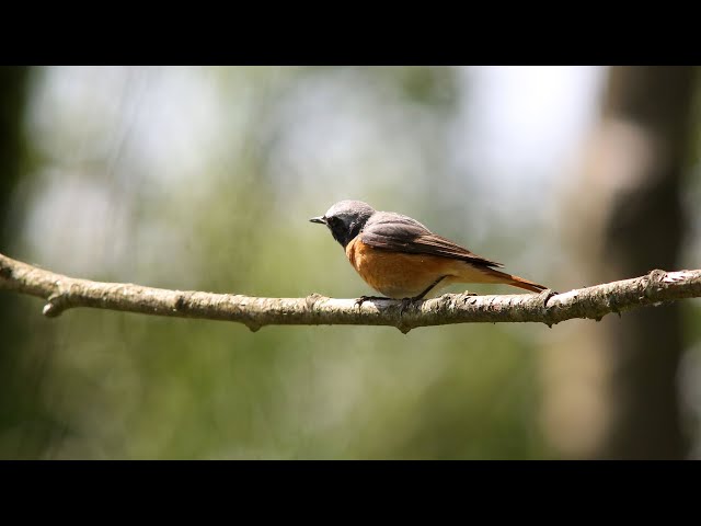 Redstart