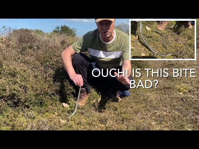 ADDERS; facts and thoughts!