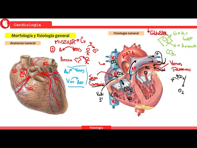 Cardiovascular Physiology