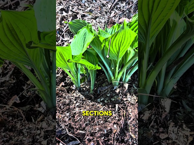 How to divide hostas - quick guide | gardening tips | free plants