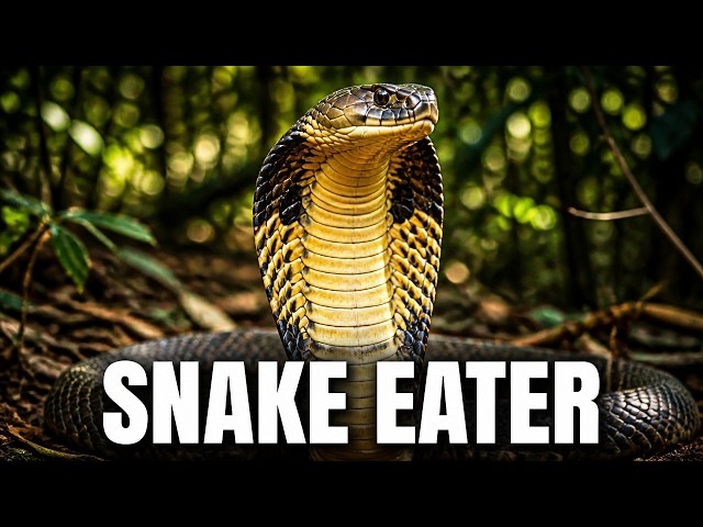 Nothing About King Cobra is Normal- Most Venomous Snake