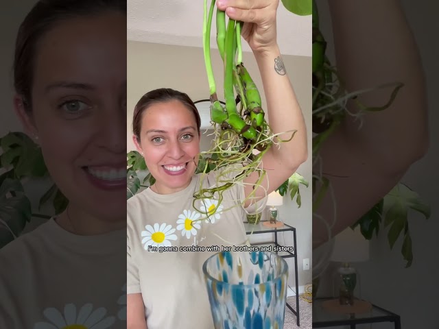 What ever happened to my $5 rescue monstera? #plantcare #plant #monsteraplant
