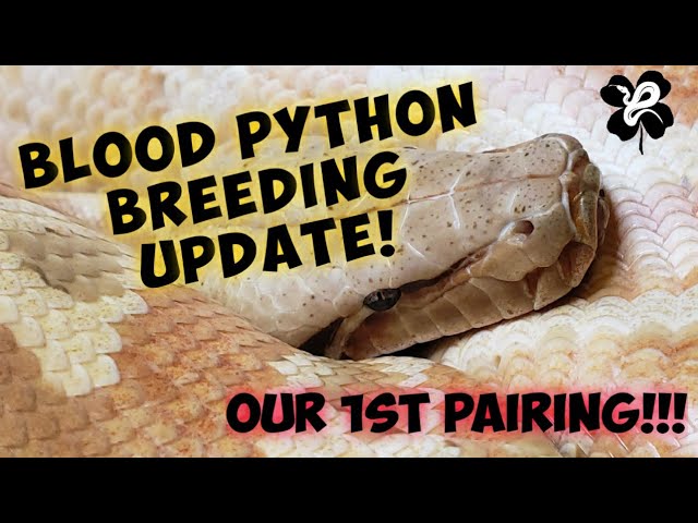 Breeding Blood Pythons!! Our 1st pairing!! VPI animals!!