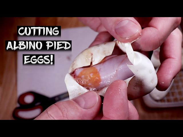 Albino Pied Ball Pythons are Hatching!  See the Results!