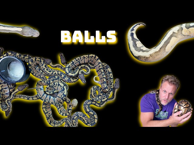 LOOKING AT SNAKES!  Ball Pythons!?  What?!