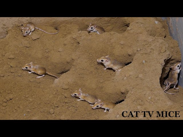 Cat Relaxing TV – Desert Mice | Real Mouse Burrow for Cats to Watch. 60fps 4k