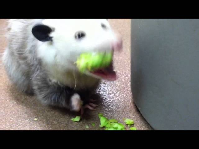 Opossum eating broccoli
