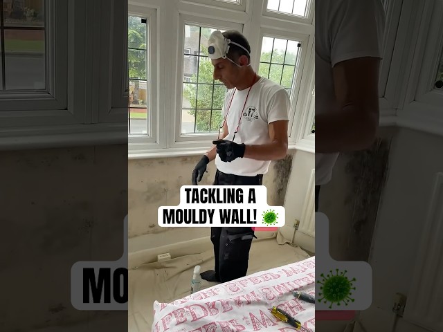 How to deal with a mouldy wall #mould #painting #decorating