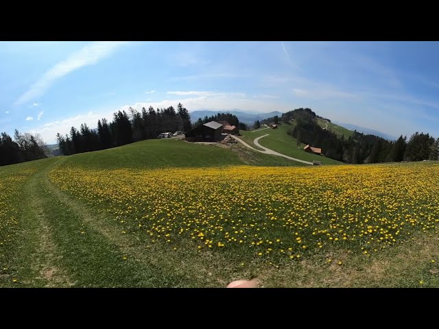 Swiss Alpine Panorama Trail, Segment 1 - Yellow Fields of Kaienspitz (Daily 360° VR Video)