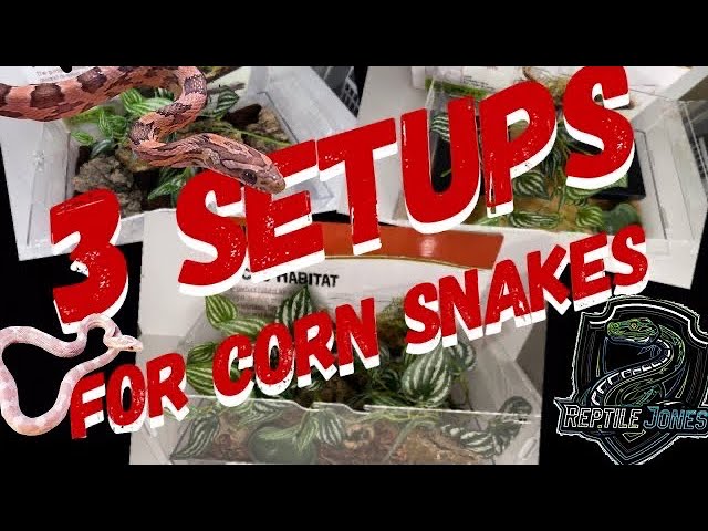 “How To” 3 Corn Snake Setups!