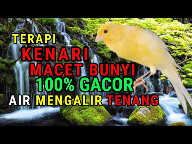 Tips jitu mengatasi kenari macet bunyi paska mabung dan stress || terapi kenari macet bunyi