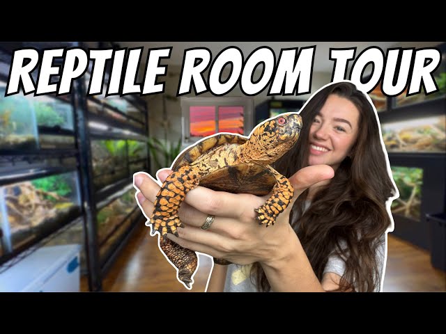 REPTILE ROOM TOUR | Snakes, Lizards, Turtles, and More!