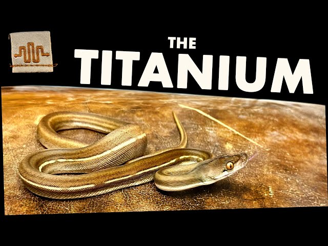 Morph Spotlight | TITANIUM Retics!