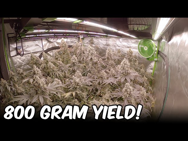 Platinum Pave TIMELAPSE FULL GROW SEED TO HARVEST! VIVOSUN GROW EQUIPMENT