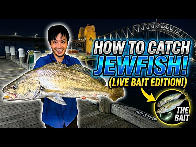 How To Catch Jewfish! (Live Bait edition!)