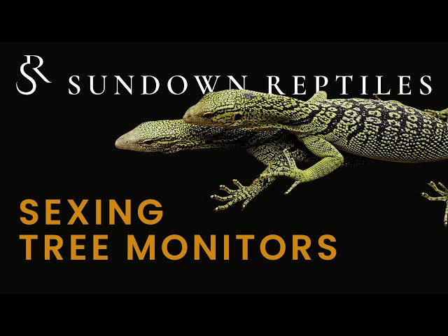 How To Sex Tree Monitors
