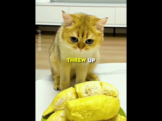 These Cats Love Durian… But Not the Smell 😂🐱 #shorts