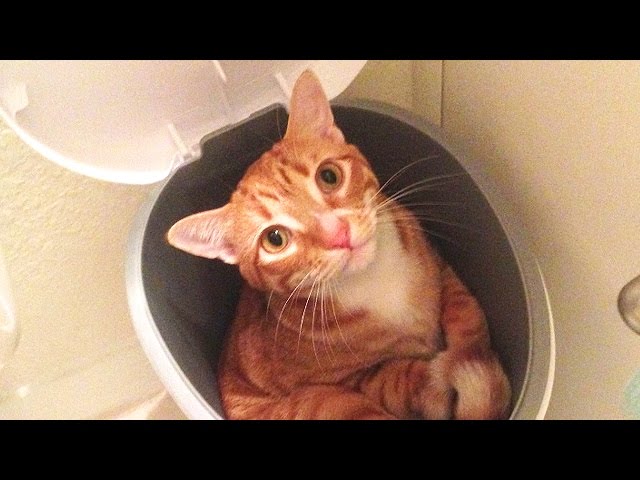 CAT LOGIC 2 - Cole and Marmalade