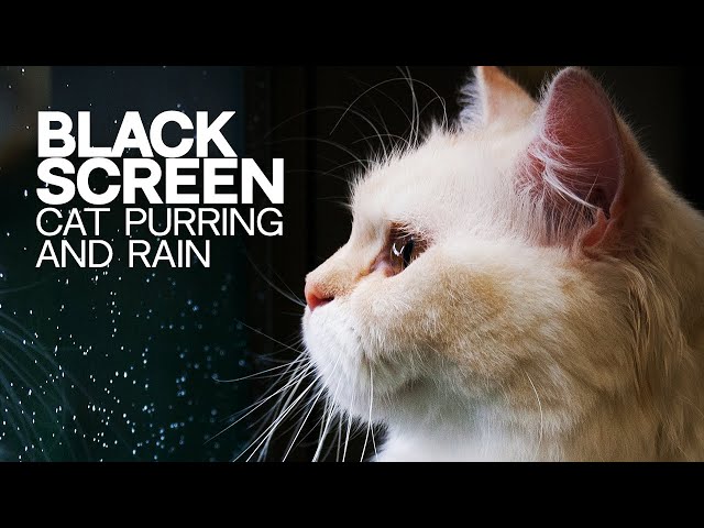 Cat Purring And Rain With Black Screen | Cat Purring ASMR & Rain for Sleep & Dark screen | 3 Hours |