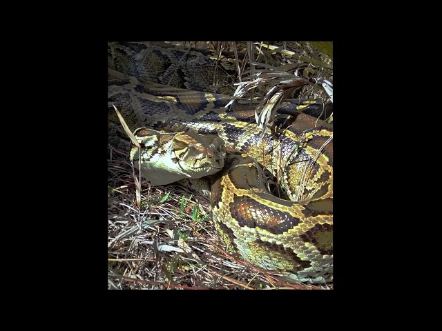 What an 18-foot python sounds like