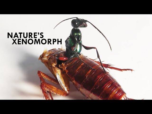 Wasps: The Literal Worst (And My New Favorite)