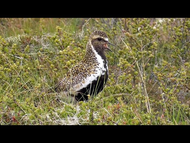 Golden Plover Calling