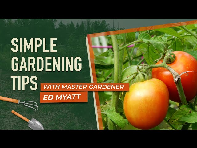 Simple Gardening Tips: When to Water & When to Pick