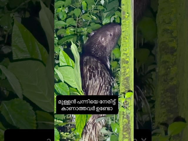 An unexpected guest arrived behind the house at night! #shorts #porcupine