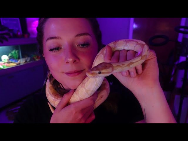 ASMR with My Ball Python 🐍