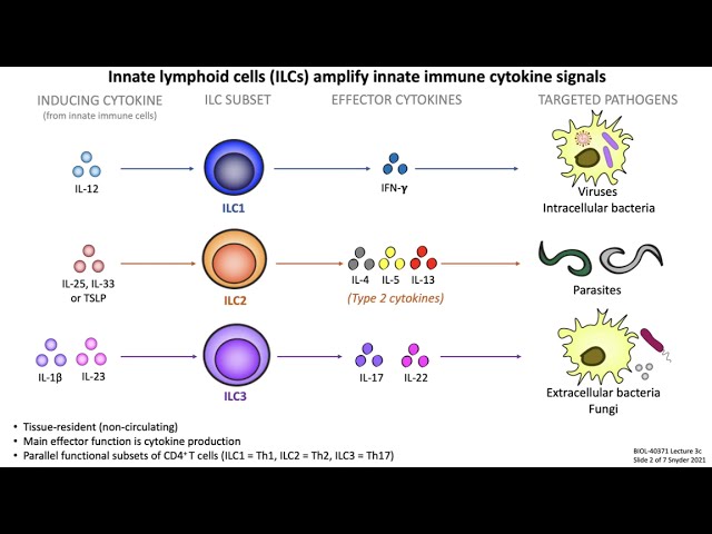 Lecture 3c: Innate Lymphoid Cells